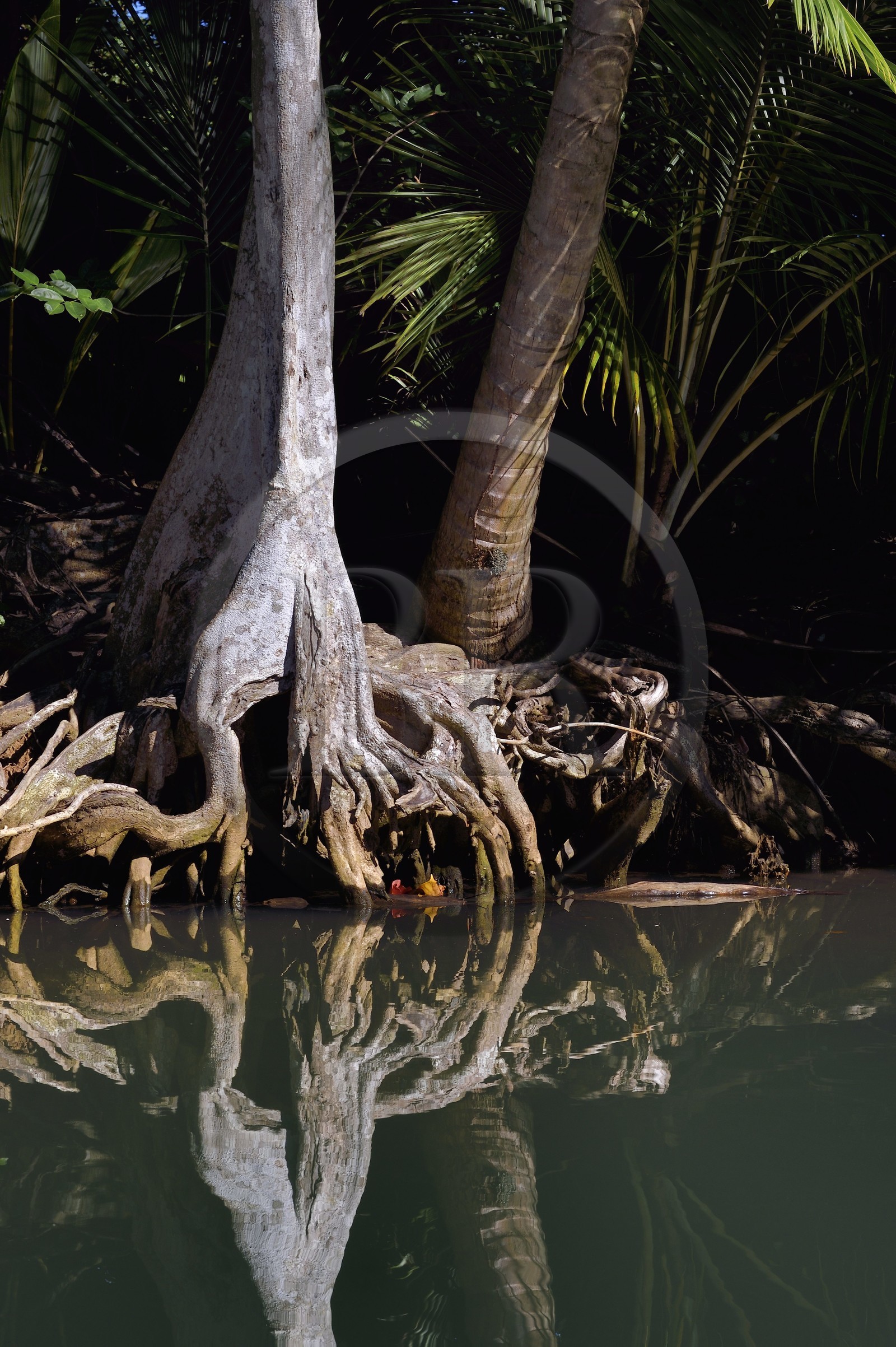 Caraïbes, Ile de la Dominique, Portsmouth, les rives de l'Indian River