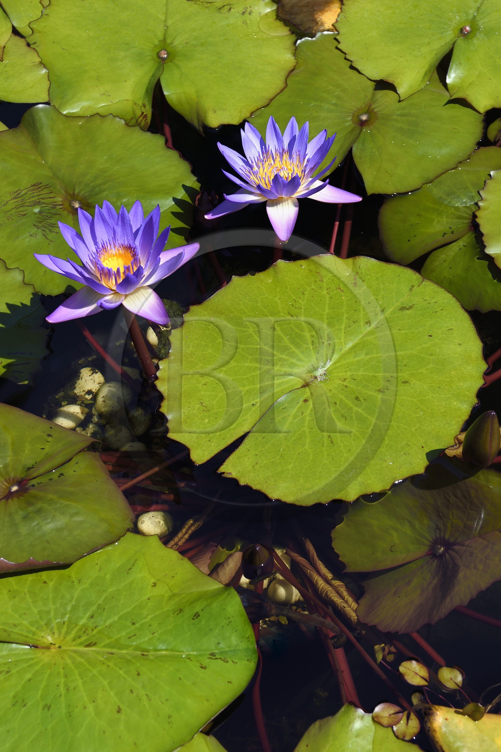 France, Alpes-Maritimes (06), Menton, quartier de Garavan, le jardin de Maria Serena, fleur de nénuphar