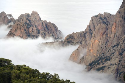 France, Corse-du-Sud (2A), Alta Rocca, sommets des monts à l'Est du col de Bavella émergeants des nuages et la forêt de Bavella de pins laricio en premier plan