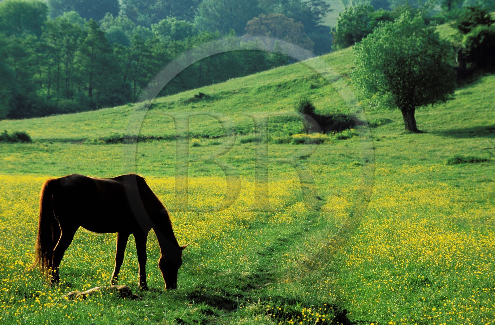 France, Saone et Loire, Pierreclos, horse in a pasture