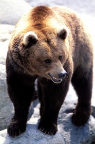 France, Hautes-Pyrénées (65), Saint-Lary-Soulan, ours brun à la maison de l' ours