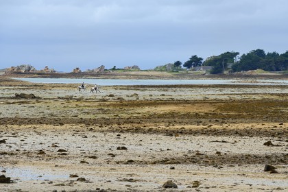 France, Côtes-d'Armor (22), Côte d'Ajoncs, Penvénan, cavaliers sur la plage de Buguélès à marée basse et l'île de Saint Gildas en arrière plan