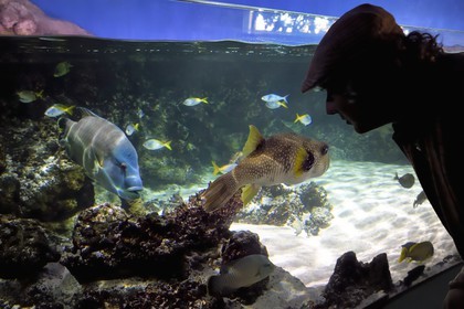 France, Charente-Maritime, La Rochelle, Aquarium La Rochelle, Compulsory Mention, Indo-Pacific zone, the lagoon, humphead wrasse (Cheilinus undulatus) left and white-spotted puffer (Arothron hispidus)