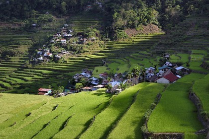 Philippines, province d'Ifugao, les rizières en terrasses de Banaue autour du village de Batad, classées Patrimoine Mondial de l'UNESCO