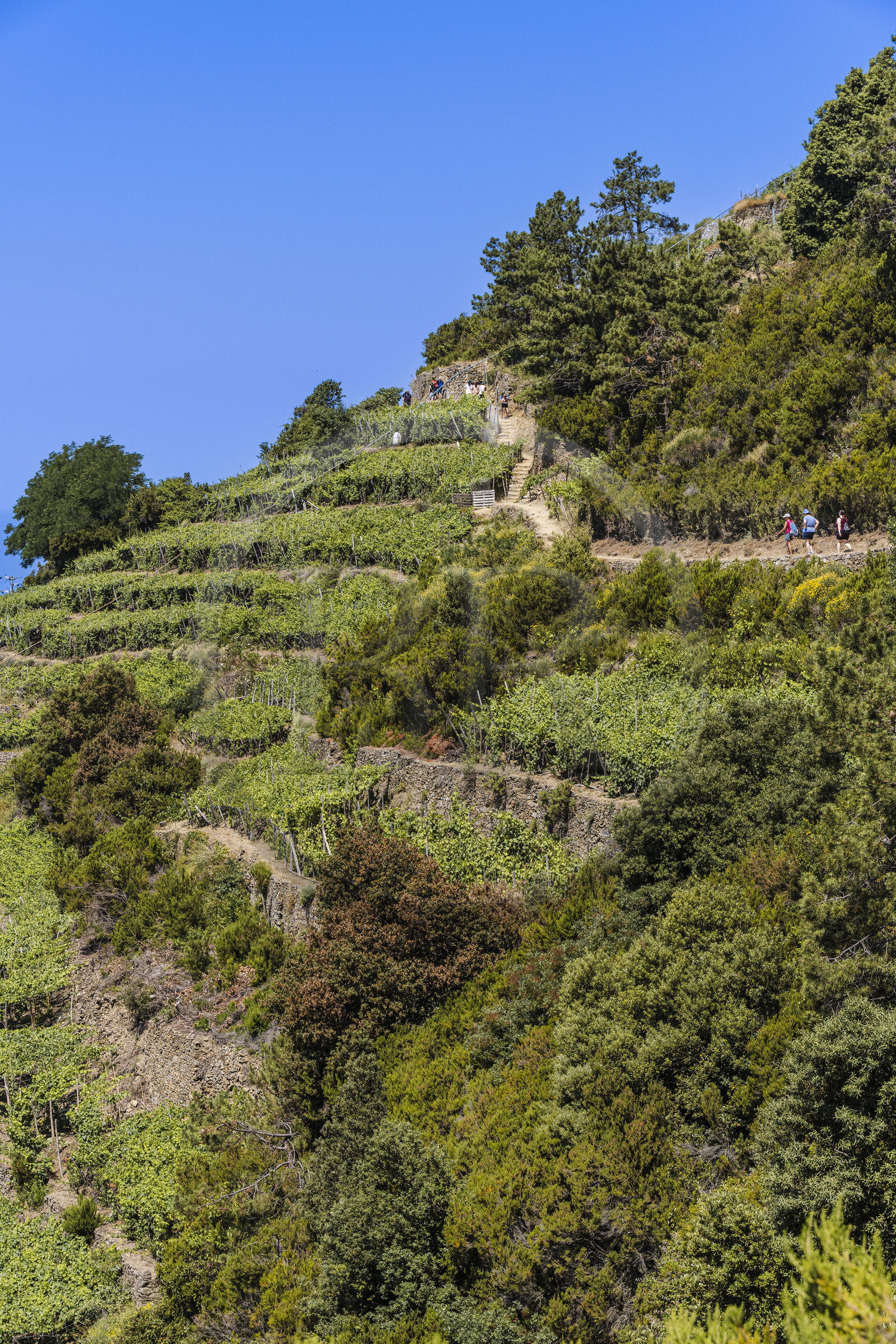 Italy, Liguria, Cinque Terre National Park listed as World Heritage by UNESCO, hikers on the GR 586 path passing through the terraced vineyard between Corniglia and Volastra above Manarola