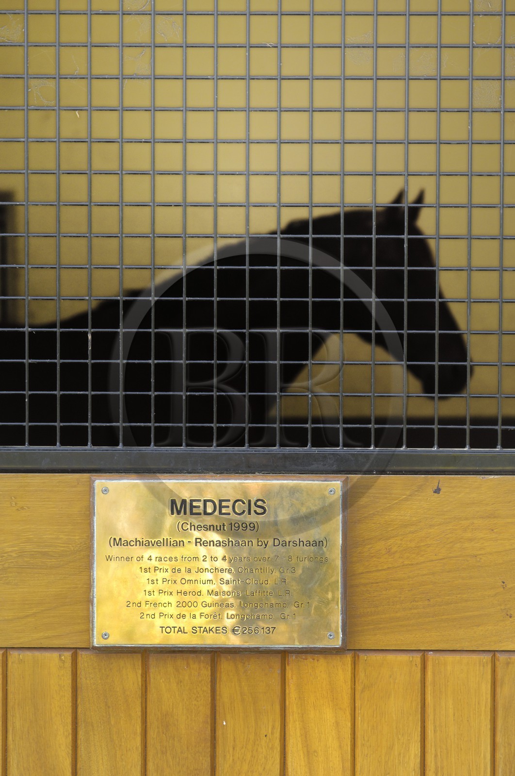 Republic of Ireland, County Kildare, Tully, Irish National Stud, a champion horse in its stall