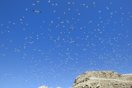 France, Côtes-d'Armor (22), Perros-Guirec, archipel et réserve ornithologique de Sept-Iles, Ile Rouzic, colonie de fous de Bassan (Morus bassanus), unique point de nidification en France pour plus de 20000 couples