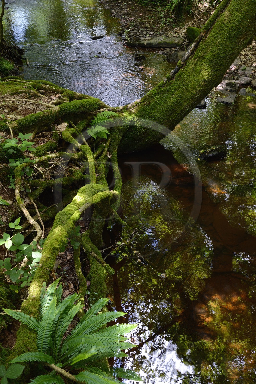 France, Ille-et-Vilaine (35),  forêt de Brocéliande, la vallée de l'Aff
