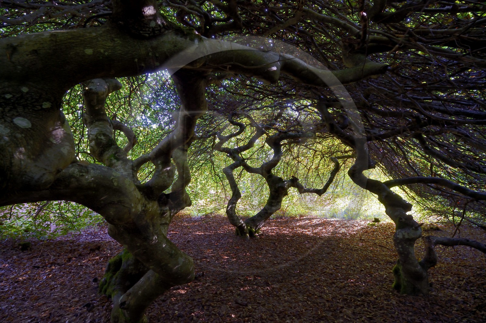 France, Marne, Parc Naturel de la Montagne de Reims (Natural Park of Montagne de Reims), Verzy, les Faux de Verzy, Verzy forest is the main nature reserve in the world for these extraordinary tortuous and winding beech trees