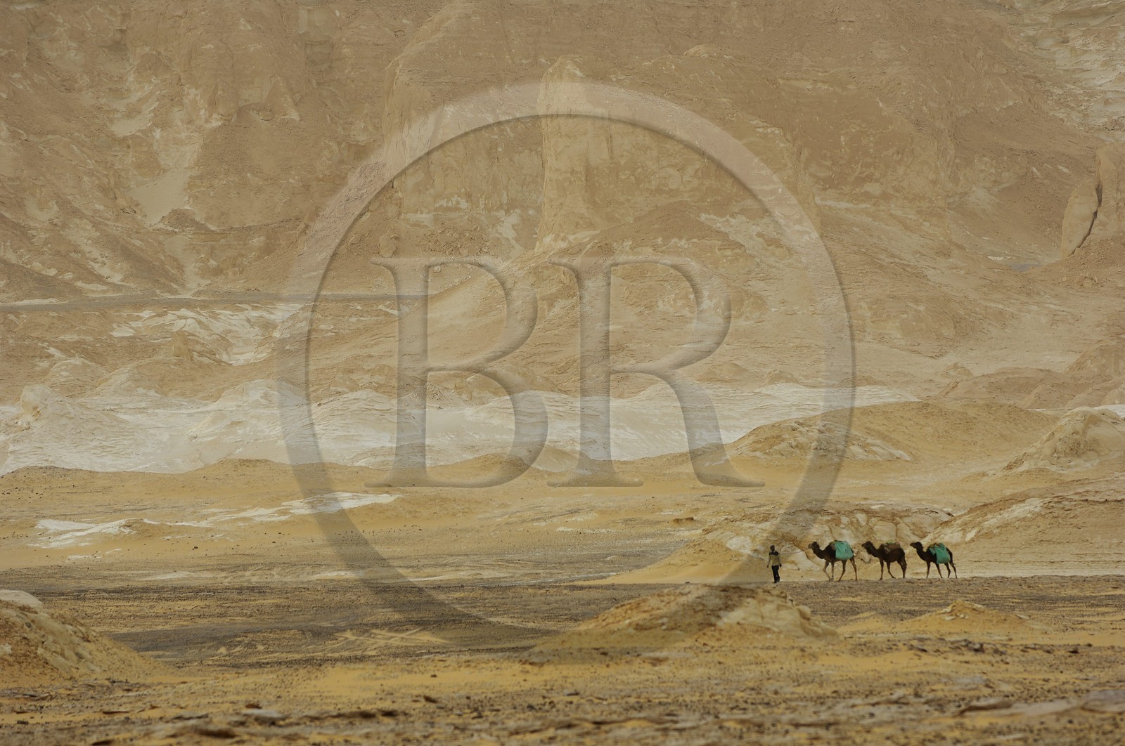Egypt, Libyan Desert, the White Desert North of Farafra, caravan of camels
