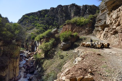 Azerbaijan, Quba (Guba) region, Greater Caucasus mountain range, along Xinaliq Yolu road towards Khinalug, shepherd and his flock of sheep in the Qudialchai valley