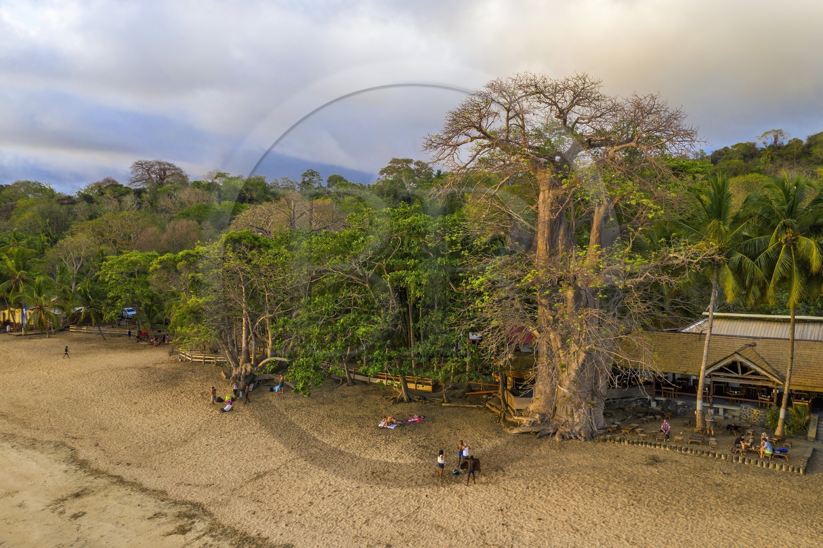 France, Mayotte island (French overseas department), Grande-Terre, Kani-Keli, the Maore Garden, baobab (Adansonia digitata) on the beach of N'Gouja (aerial view)