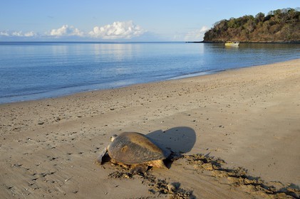 France, Ile de Mayotte, Grande-Terre, Kani-Keli, plage de N’Gouja, tortue verte (Chelonia mydas) rejoignant la mer après la ponte