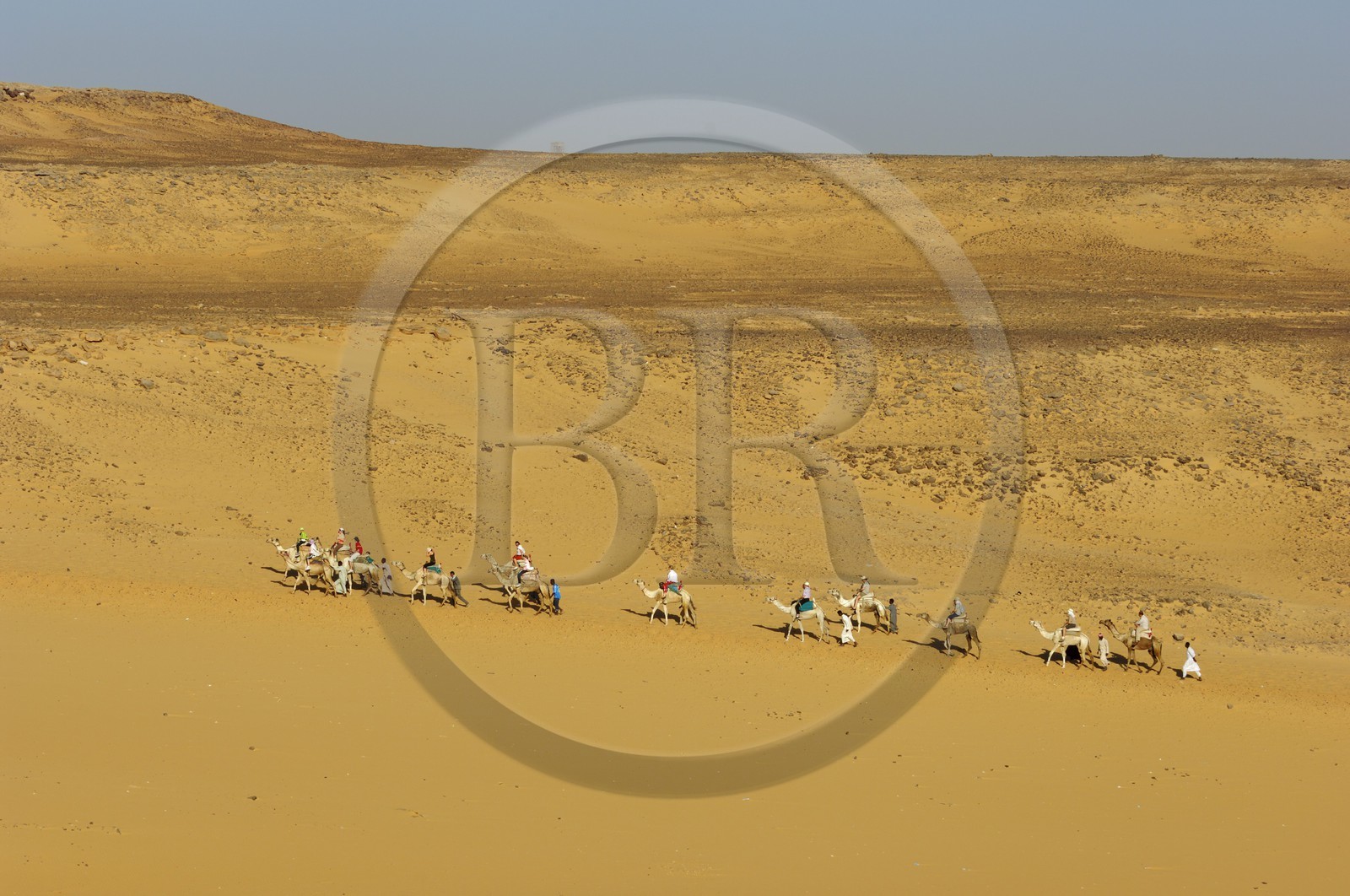 Egypte, Haute Egypte, Nubie, vallée du Nil, Assouan, dromadaires sur les dunes de sables de la rive gauche