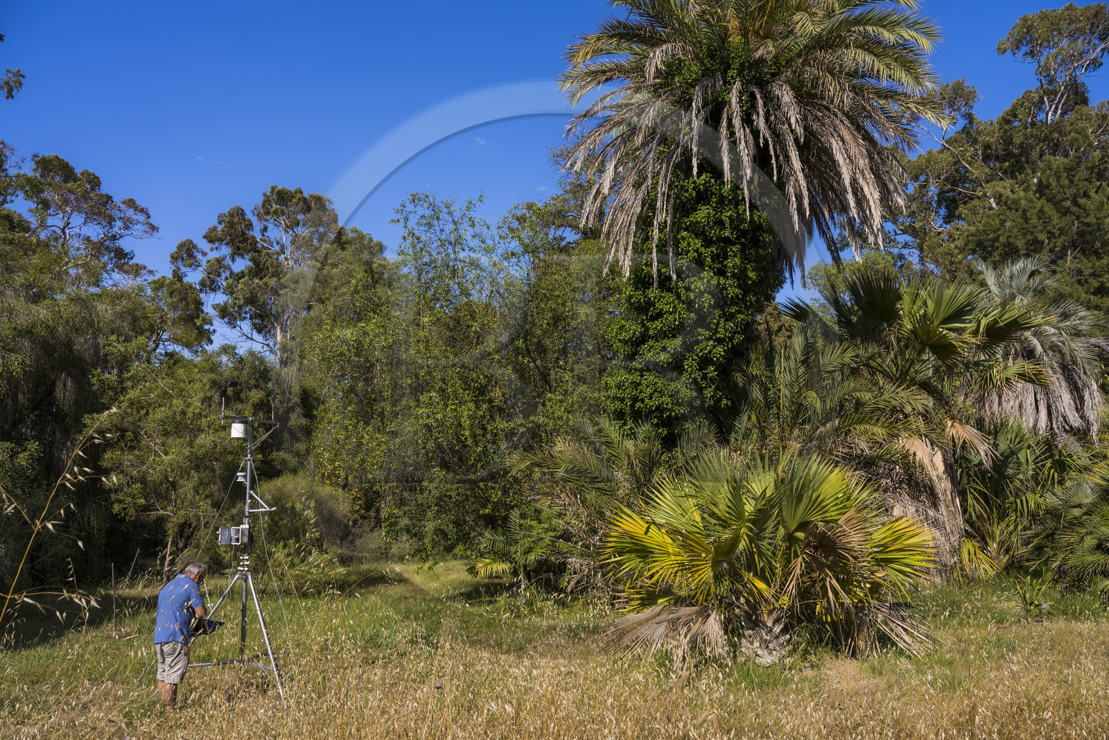 France, Alpes-Maritimes (06), Antibes, Le Jardin Botanique de la Villa Thuret (rattachée à l'INRAE), labellisé Jardin Remarquable et Arbre Remarquable, enregistrement et lecture des données scientifiques des capteurs attachés aux arbres sur le terrain