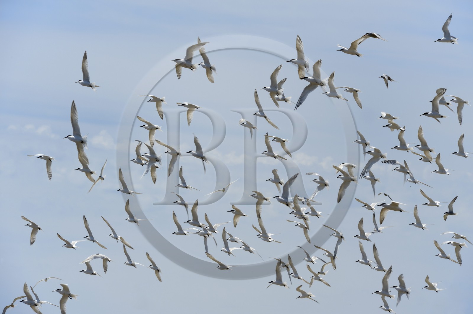 France, Finistère (29), La Foret Fouesnant, archipel des Glénan, Ile aux Moutons qui abrite une colonie de Sternes lors de la période de nidification