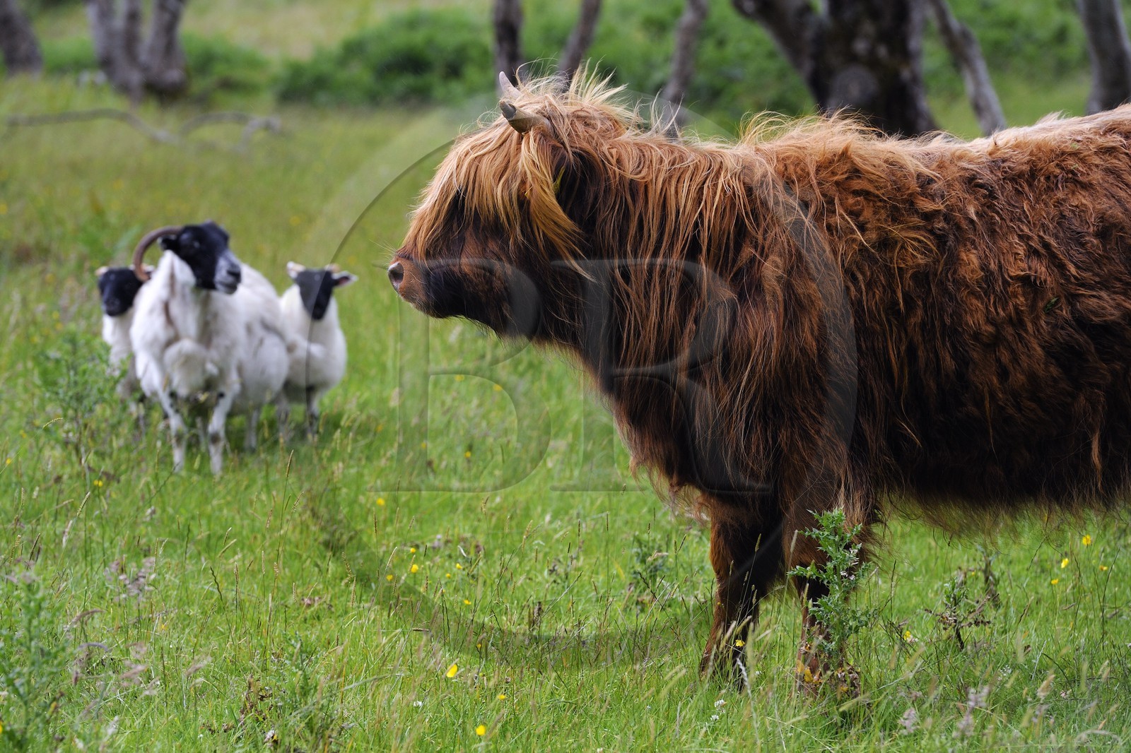Royaume-Uni, Ecosse, Highland, Hébrides intérieures, Ile de Mull, vache de race Highland