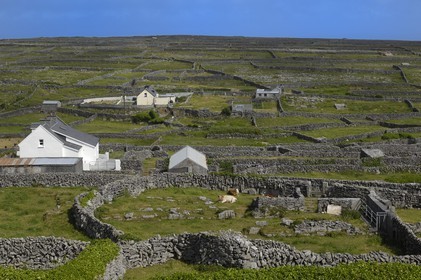 Republic of Ireland, County Galway, Aran Islands, Inishmaan, typical drystone walls delimiting each parcel of land
