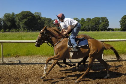 Irlande, Co. Kildare, Maynooth, harras de Moyglare (Stud), entrainement des chevaux