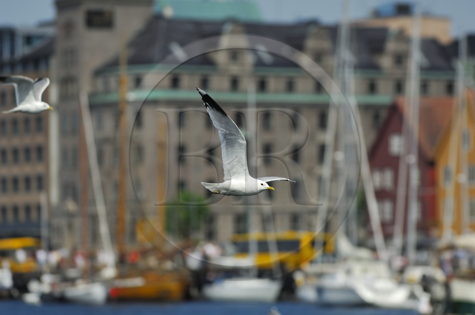 Norvège, Hordaland, Bergen, mouette