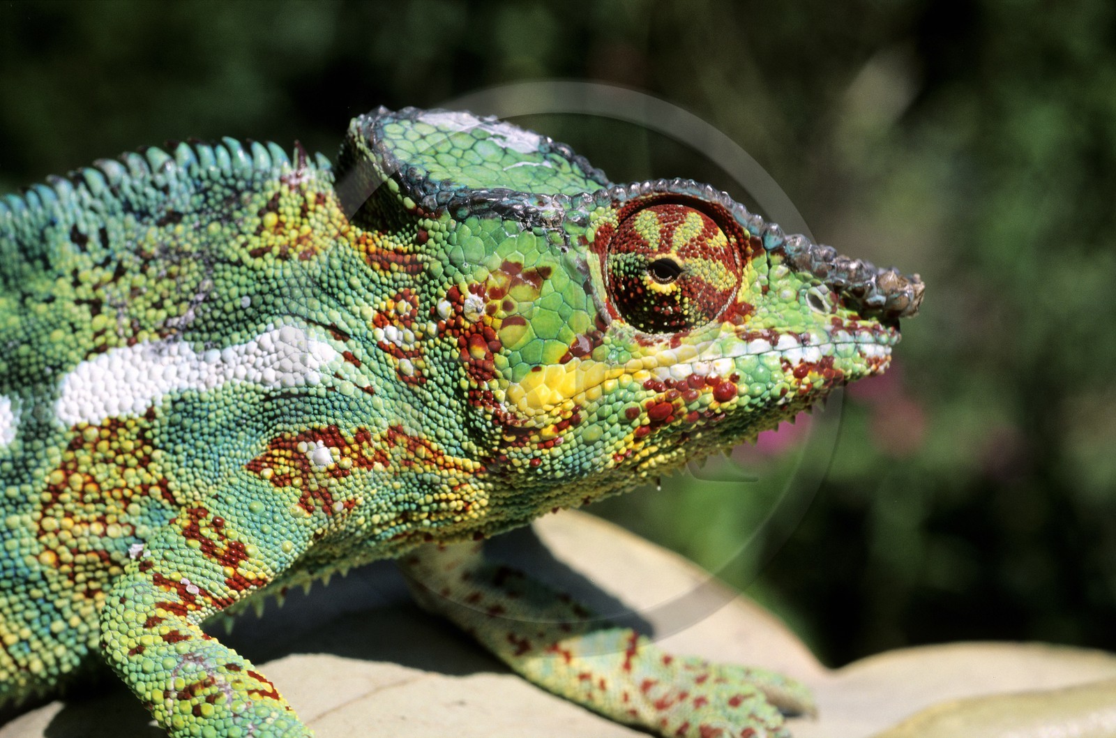 France, île de la Réunion, un caméléon male