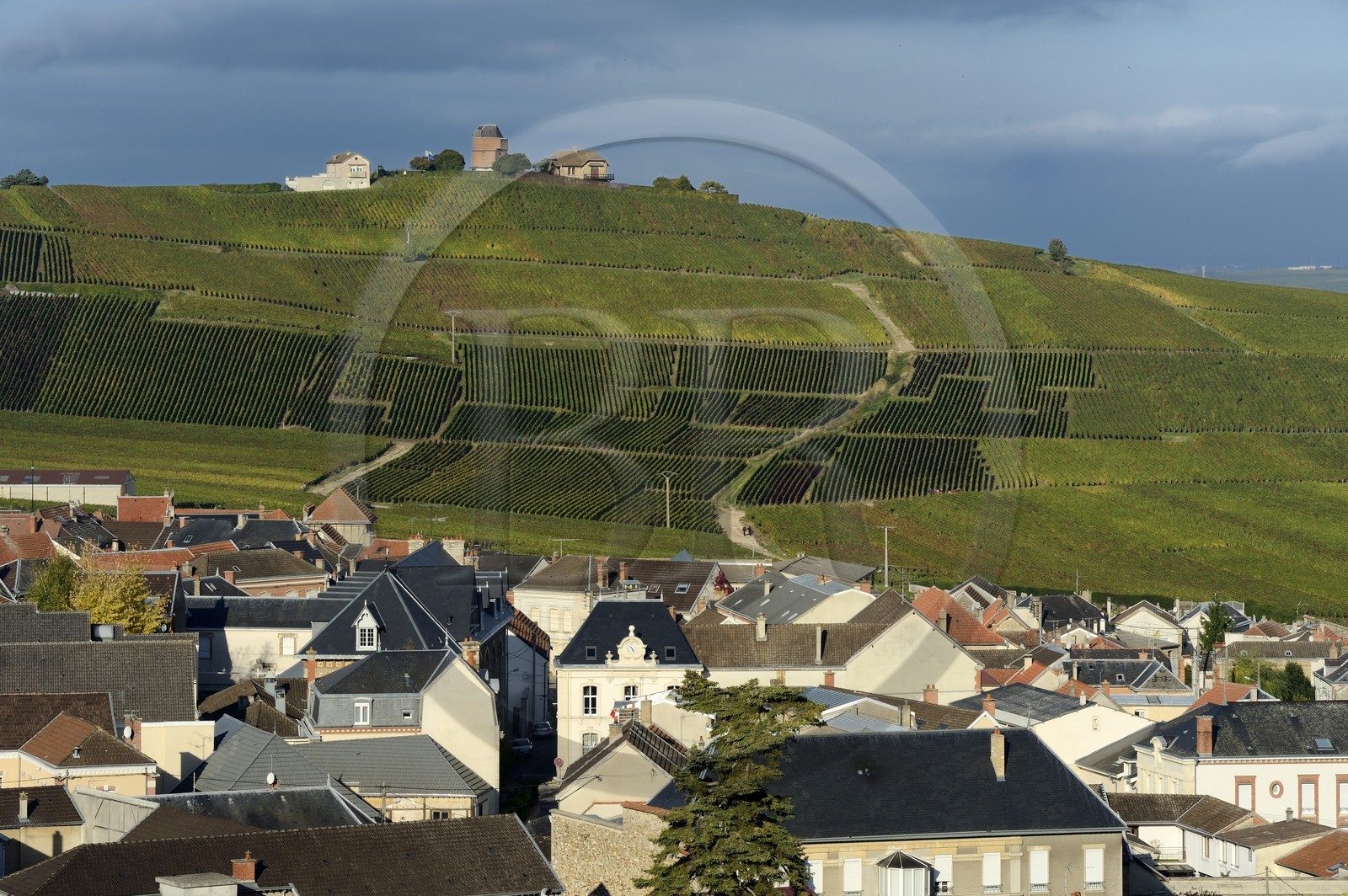 France, Marne (51), Parc Naturel Regional de la Montagne de Reims, Verzenay, vignobles de Champagne