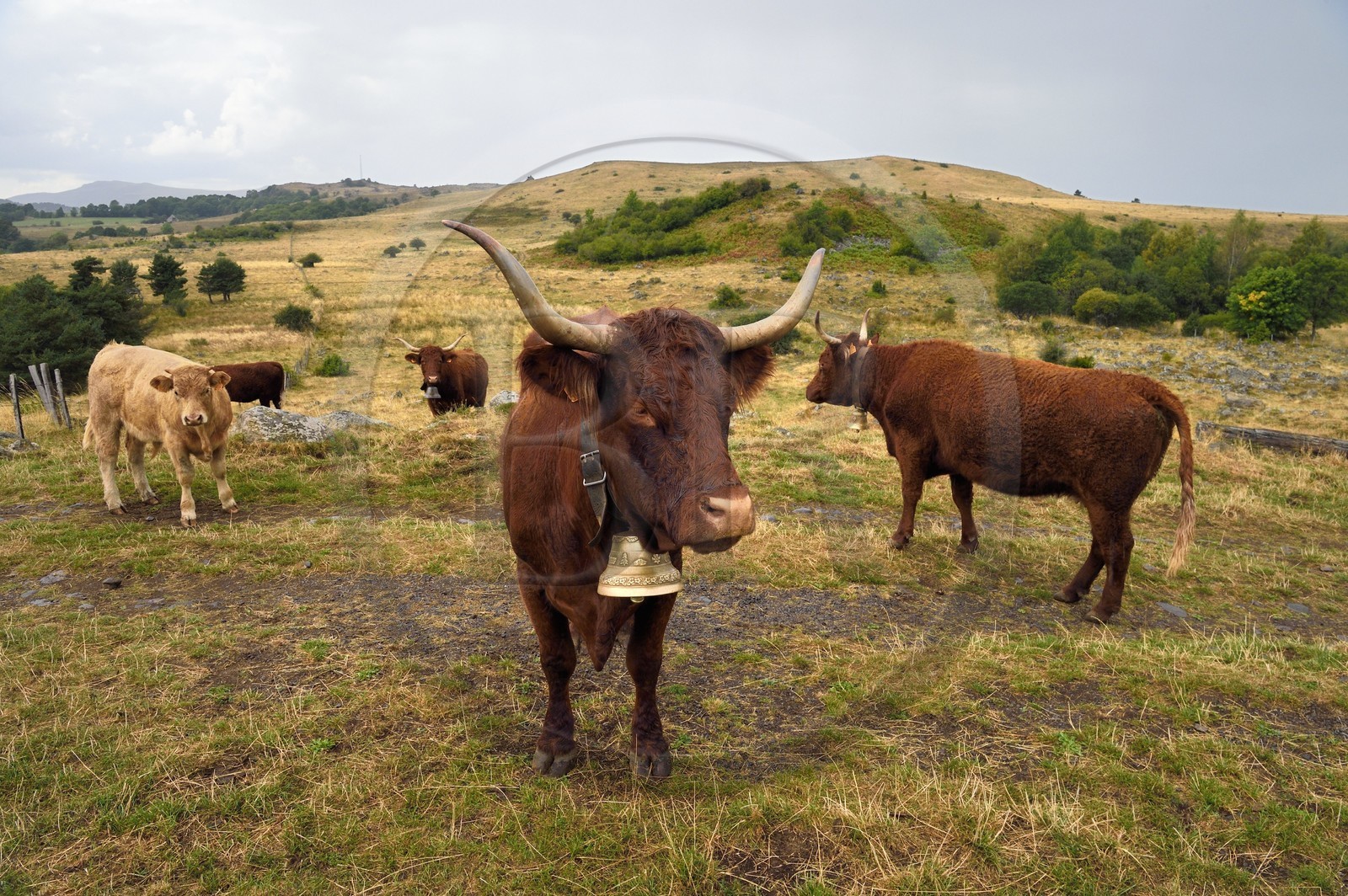 France, Cantal, Parc Naturel Régional des Volcans d'Auvergne (regional nature park of Auvergne volcanoes), Chastel-sur-Murat plateau on the Way of St. James to Santiago de Compostela by Via Arverna, Salers cows in the meadows