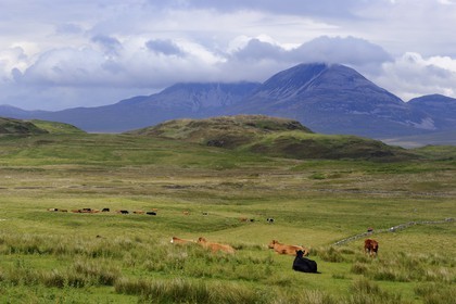 Royaume-Uni, Ecosse, Hébrides intérieures, Ile de Islay, vaches au paturage dans les prairies du Nord-Est de l'île et les montagnes de l'île de Jura en arrière plan