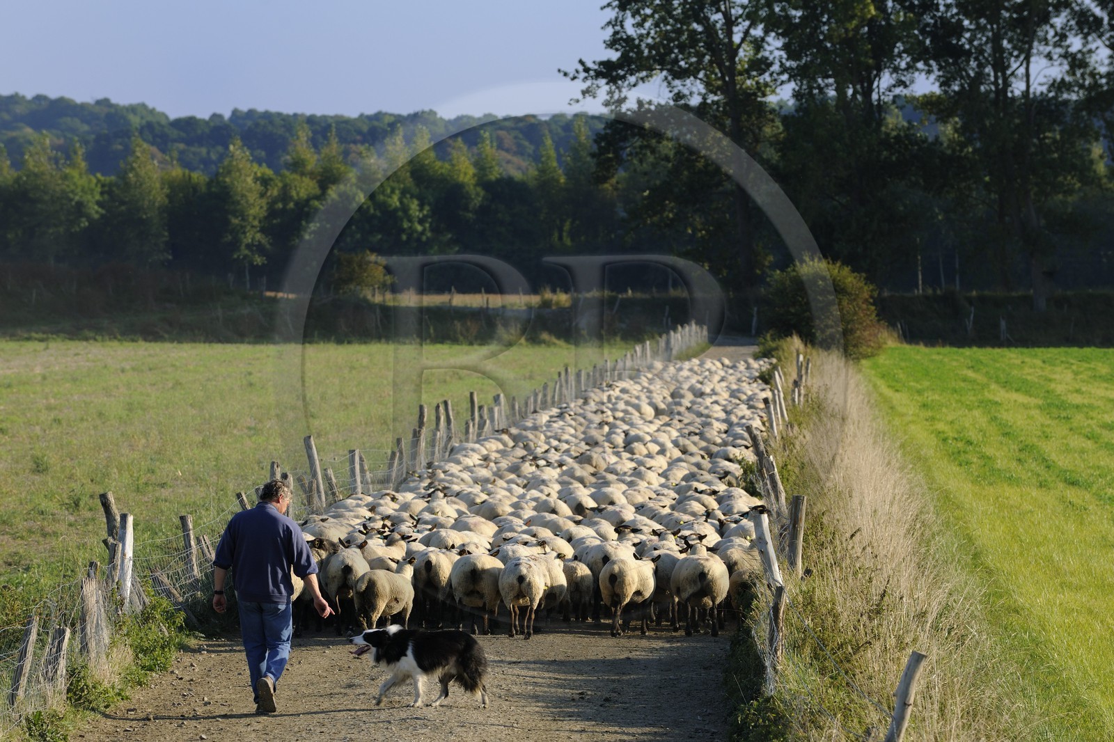 France, Ille-et-Vilaine (35), troupeau de moutons de prés salés du Mont-Saint-Michel