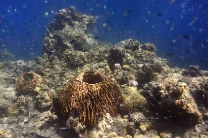 Philippines, Calamian Islands dans le nord de Palawan, Coron Island Natural Biotic Area, récif de corail