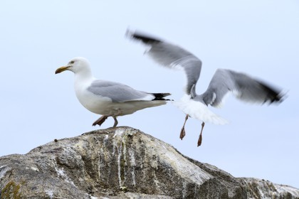 France, Finistere, La Foret Fouesnant, Glenan islands, Loch island, seagulls