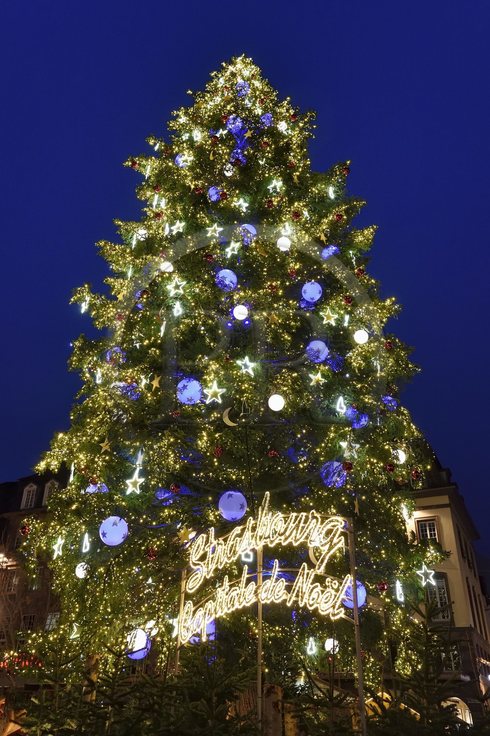 France, Bas-Rhin (67), Strasbourg, vieille ville classée au Patrimoine Mondial de l’UNESCO, le Grand Sapin de Noël de la place Kléber