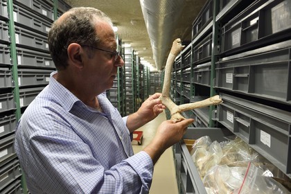 France, Dordogne (24), Périgord Noir, vallée de la Vézère, Les Eyzies-de-Tayac-Sireuil, site classé Patrimoine Mondial de l'UNESCO, Musée National de la Préhistoire, les réserves, le conservateur Alain Turq examine un bois de massacre de renne datant de 13000 ans et provenant du site de la Madeleine