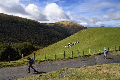 France, Pyrénées-Atlantiques (64), Pays-Basque, chemin de Saint-Jacques de Compostelle sur le GR 65 entre Saint-Jean-Pied-de-Port et Roncevaux, pèlerins vers le col de Bentarte