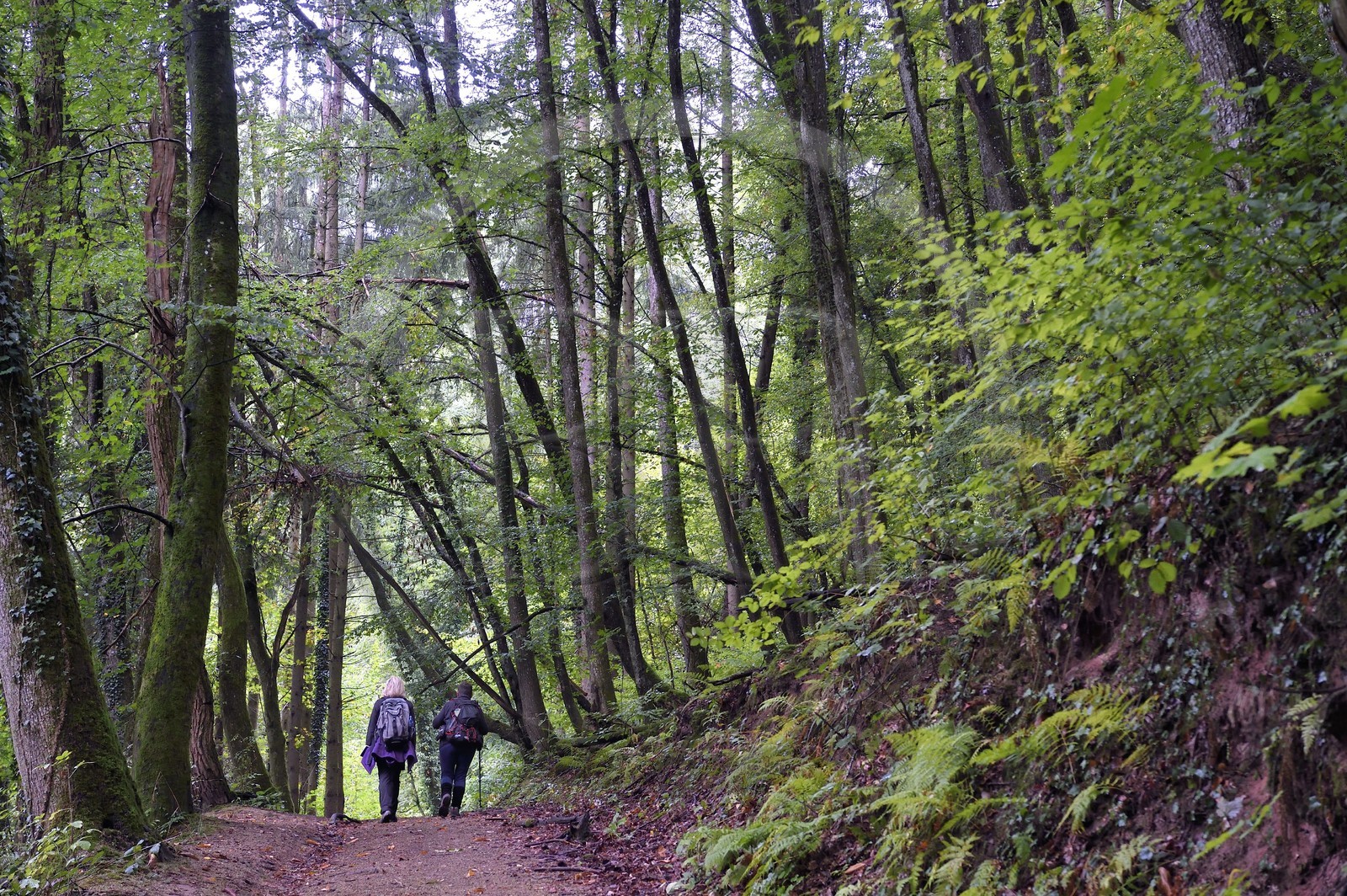 France, Bas-Rhin (67), Parc Naturel régional des Vosges du Nord, La Petite Pierre, sentier des Trois Roches vers le Rocher Blanc