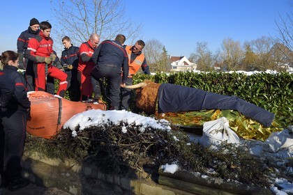 France, Val-de-Marne (94), les bords de Marne, Le Perreux-sur-Marne, une vache de type Highland Cow sauvée de la noyade dans la Marne par les pompiers