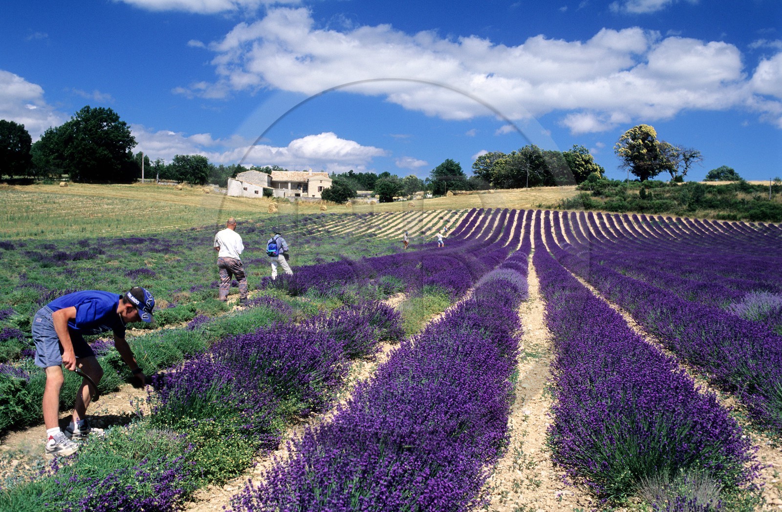 France, Vaucluse (84), le plateau d'Albion, coupe manuelle dans un champ de lavande