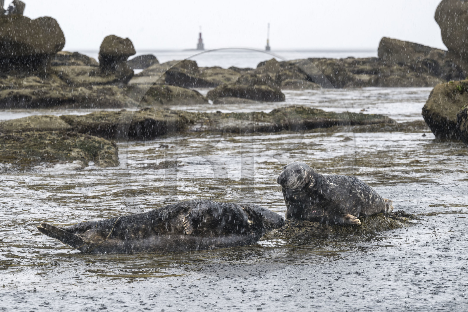 France, Finistère, Penmarch, Étocs archipelago, gray seal (halichoerus grypus)
