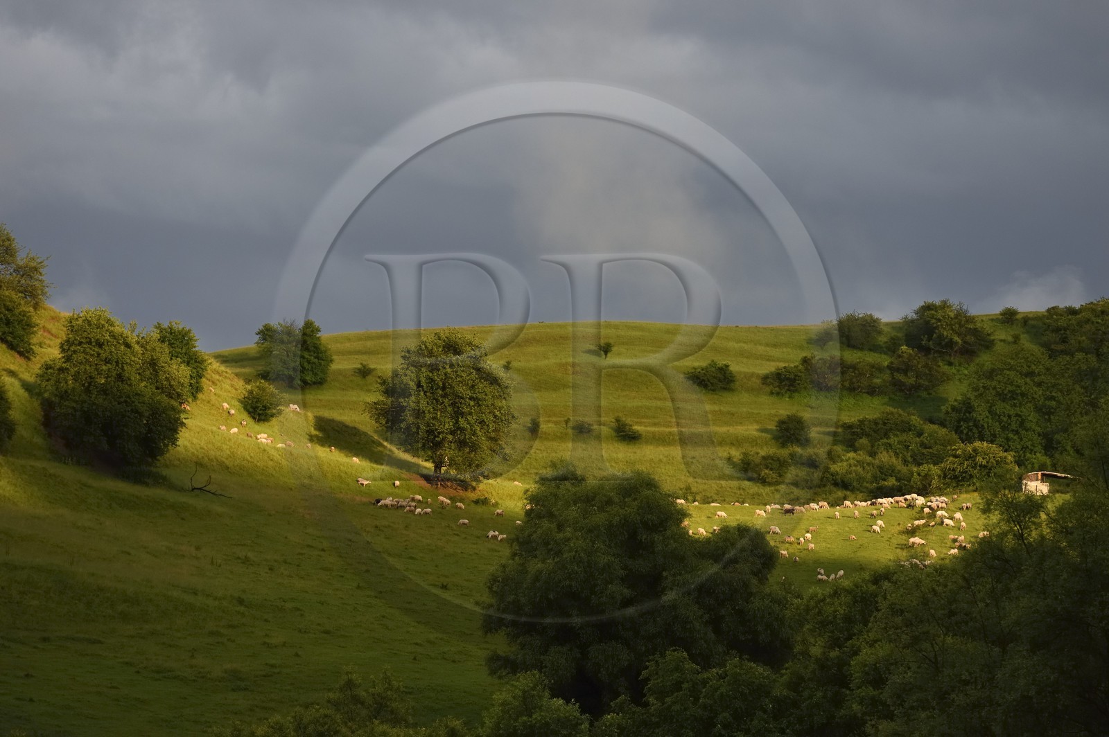 Romania, Transylvania, Biertan, flock of sheep in the surrounding hills