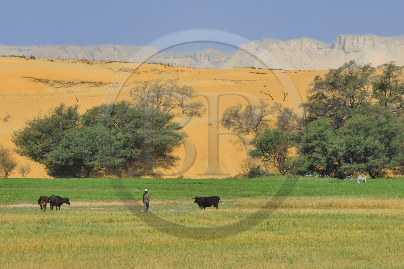 Egypte, désert libyque, oasis de Dakhla, travaux des champs