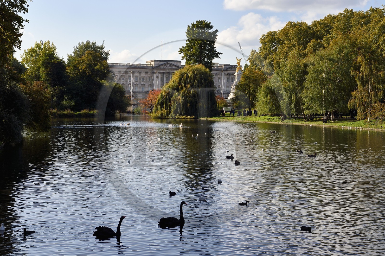 Royaume-Uni, Londres, Cité de Westminster, St James's Park, le lac de Saint James Park, le palais de Buckingham (Buckingham Palace) en arrière plan