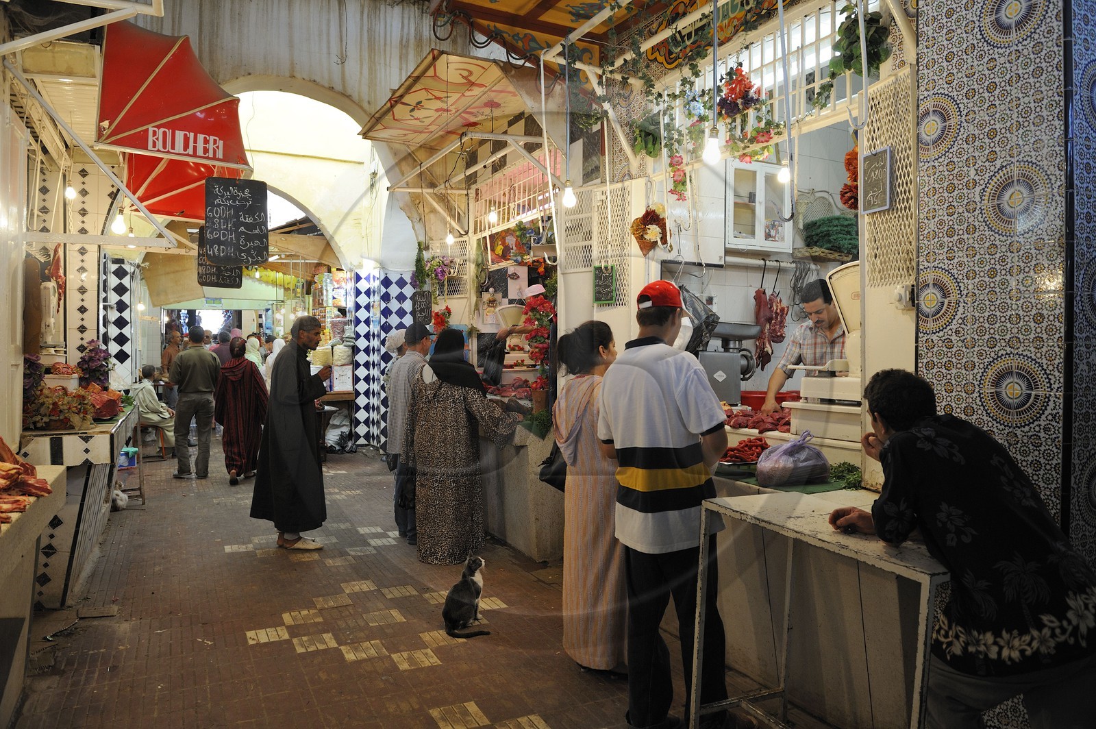 Maroc, Meknès, ville impériale, médina classée Patrimoine Mondial de l' UNESCO, marché couvert de el Hédime, chat devant l'étal du boucher