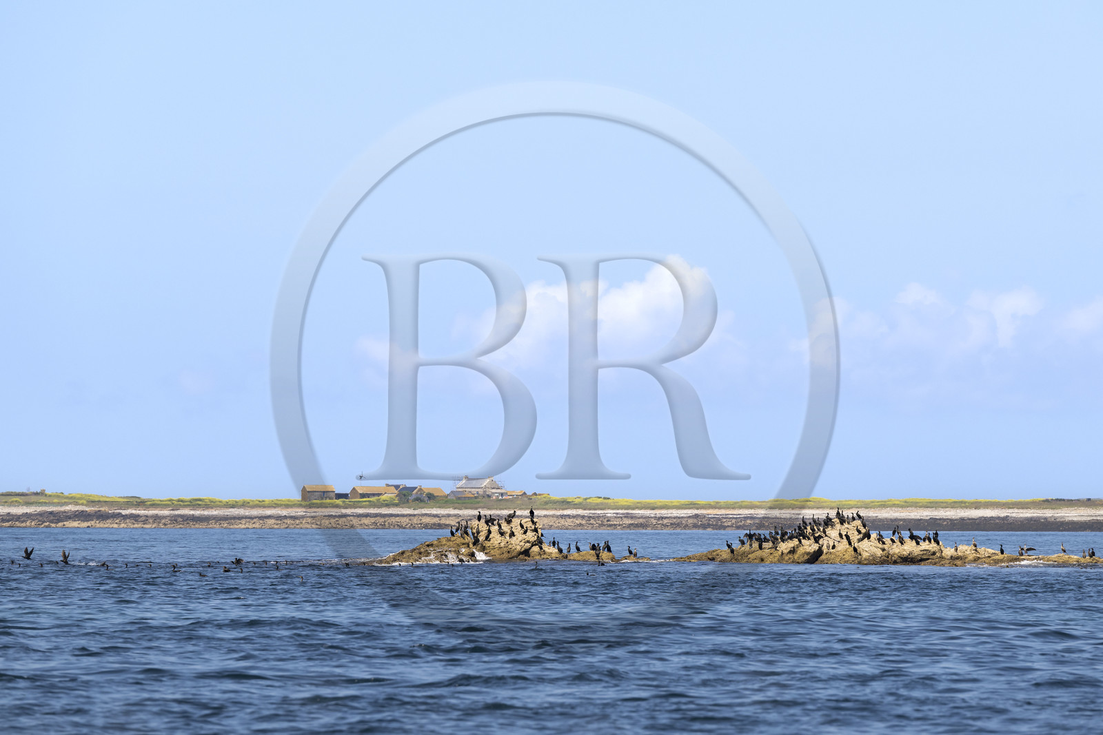 France, Finistère, Iroise Sea, Molene archipelago, Quemenes Island, the farm and a group of cormorants on the rocks