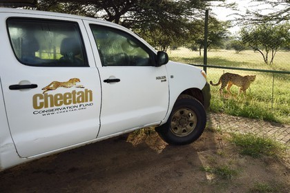 Namibia, Otjiwarongo, Cheetah Conservation Fund, research and education centre, cheetah (Acinonyx jubatus) in its enclosure
