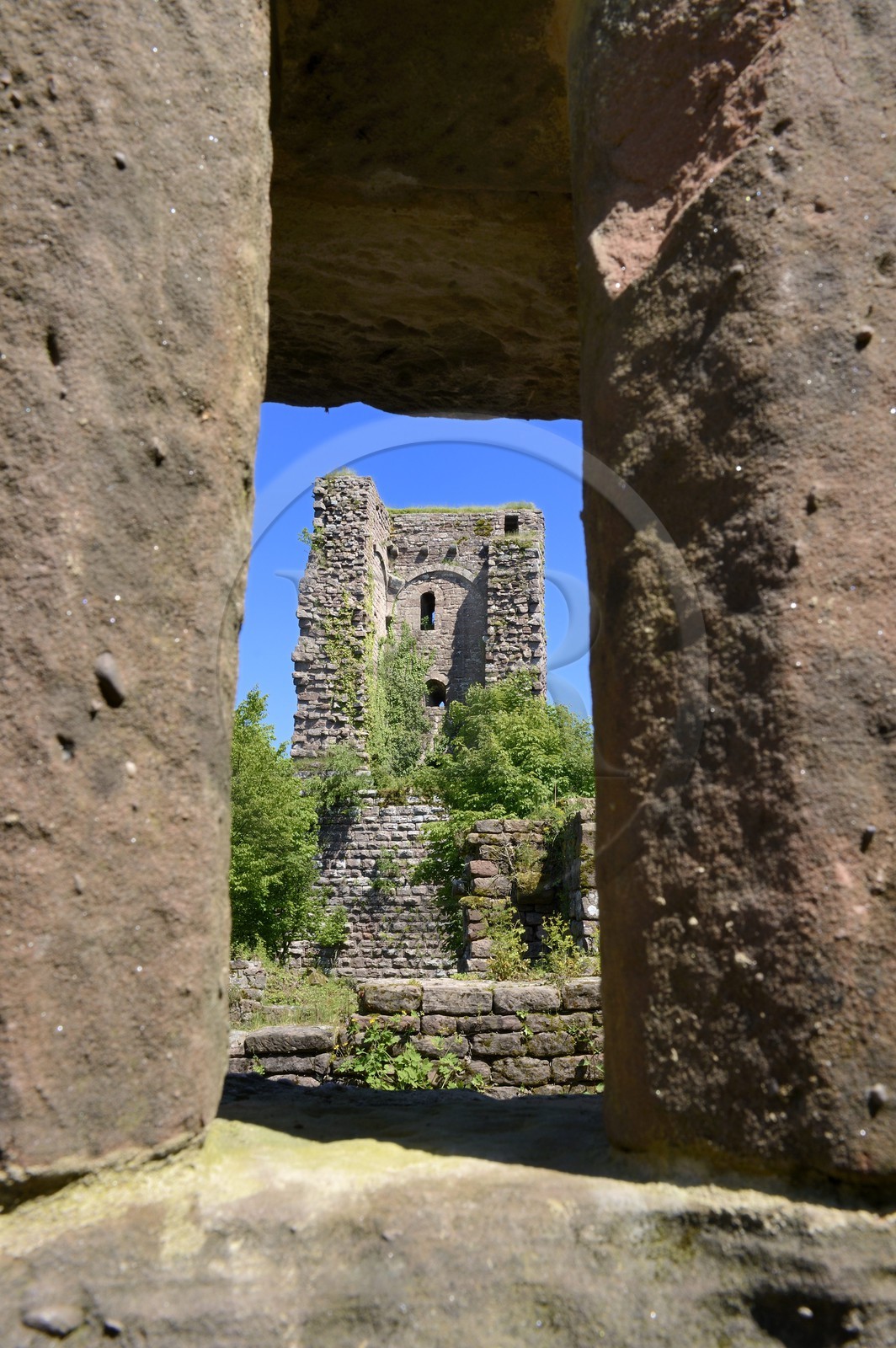 France, Bas-Rhin (67),  Saverne, chateau du Grand Geroldseck du XIIème siècle, donjon carré en pierres à bossage avec murs de 3 mètres d'épaisseur