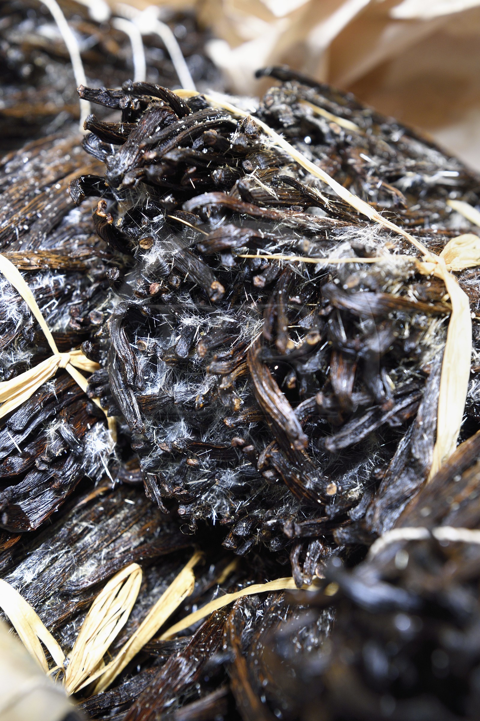 France, Ile de la Reunion, Saint-Louis, Domaine de Bellevue, producteur de vanille biologique cultivée sous des panneaux photovoltaïques, gousses de vanille Planifolia cristallisée avec 24 mois d'affinage minimum