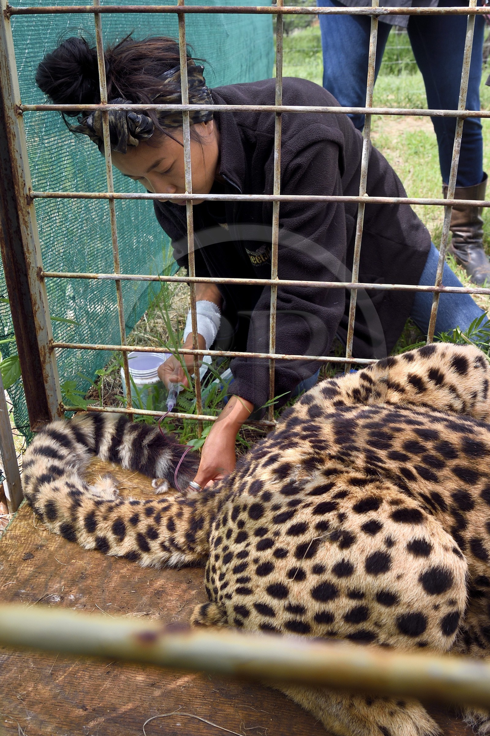 Namibie, Otjiwarongo, Cheetah Conservation Fund, centre de recherche et d'éducation, administration de fluides sous-cutanés 3 fois par semaine à un guépard (Acinonyx jubatus) souffrant d'insuffisance rénale chronique et la vétérinaire Emma Alfonso en arrière plan