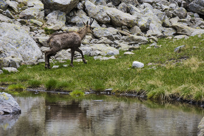 France, Alpes-Maritimes (06), parc national du Mercantour, Haute-Vésubie, Saint-Martin-Vésubie, Val du Haut Boréon, chamois (Rupicapra rupicapra) vers le lac de Trécolpas