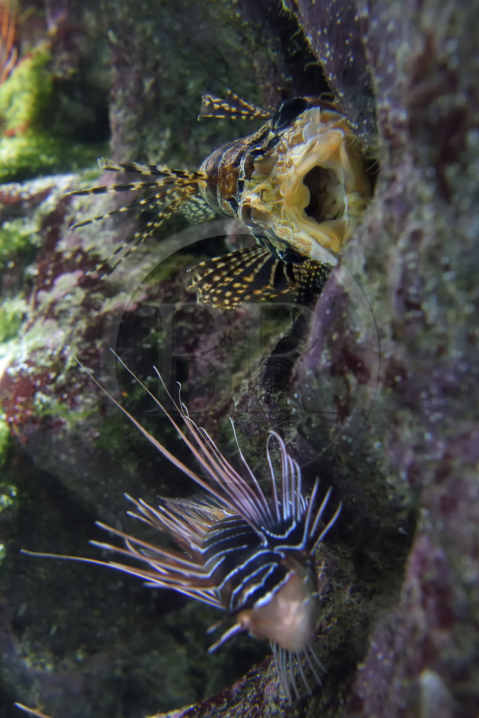 France, Charente-Maritime, La Rochelle, Aquarium La Rochelle, Compulsory Mention, Indo-Pacific zone, spotfin lionfish (Pterois antennata)