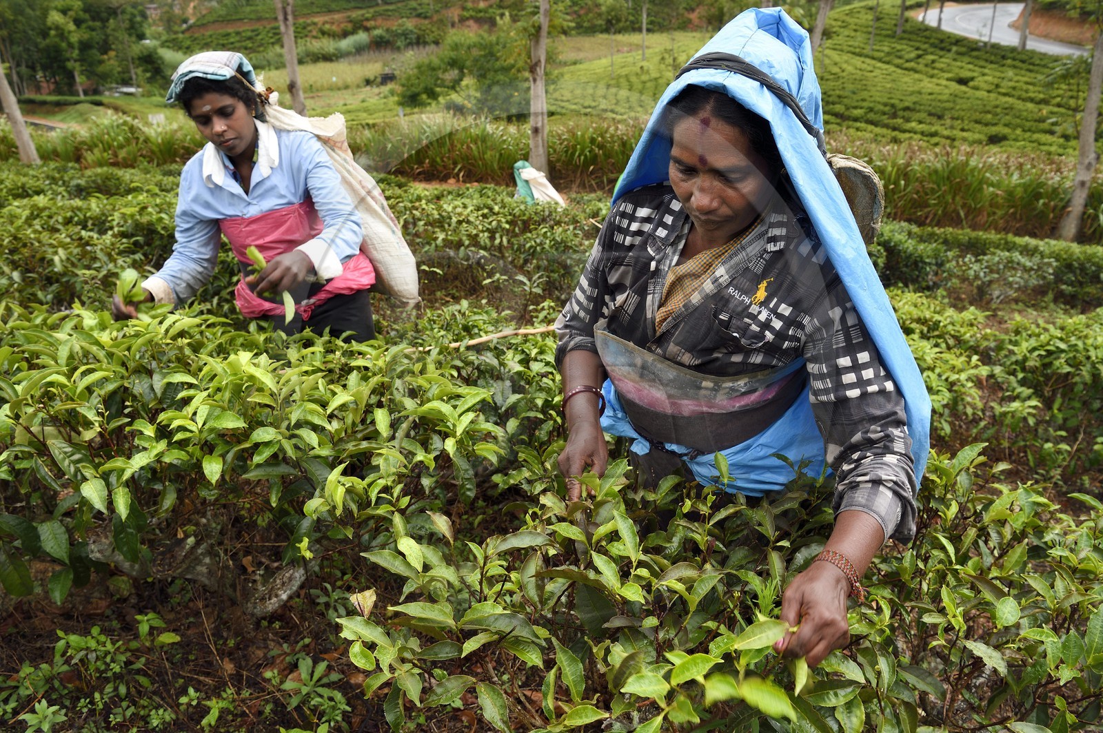 Sri Lanka, Uva Province, Bandarawela, Tamil woman picking tea leaves in a tea plantation